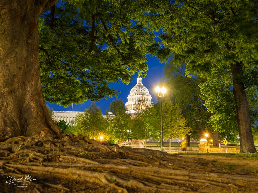 Capitol Through the Trees