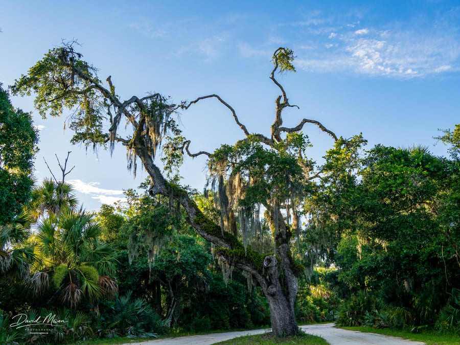Live Oak at Tomoka State Park