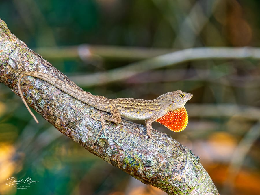 Brown Anole Display