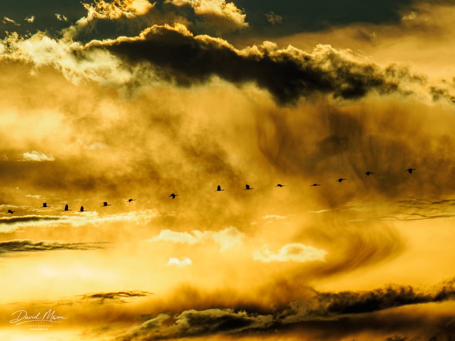 Cranes Crossing the Storm Sky