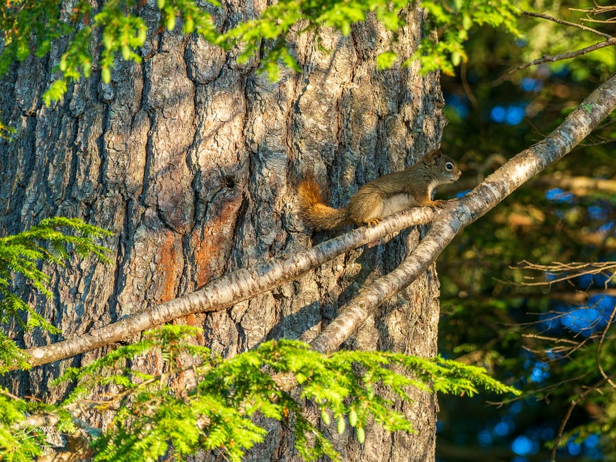 Red Squirrel on the Branch
