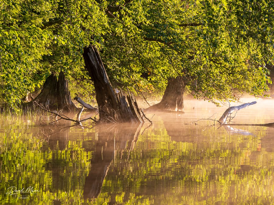 Mist among the Shoreline Trees