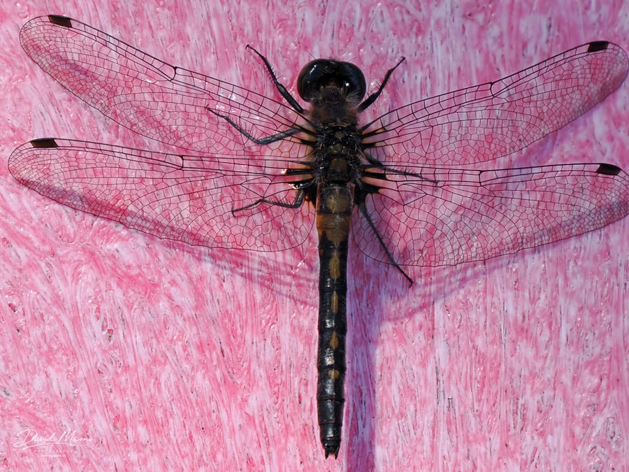 Dragonfly in Pink