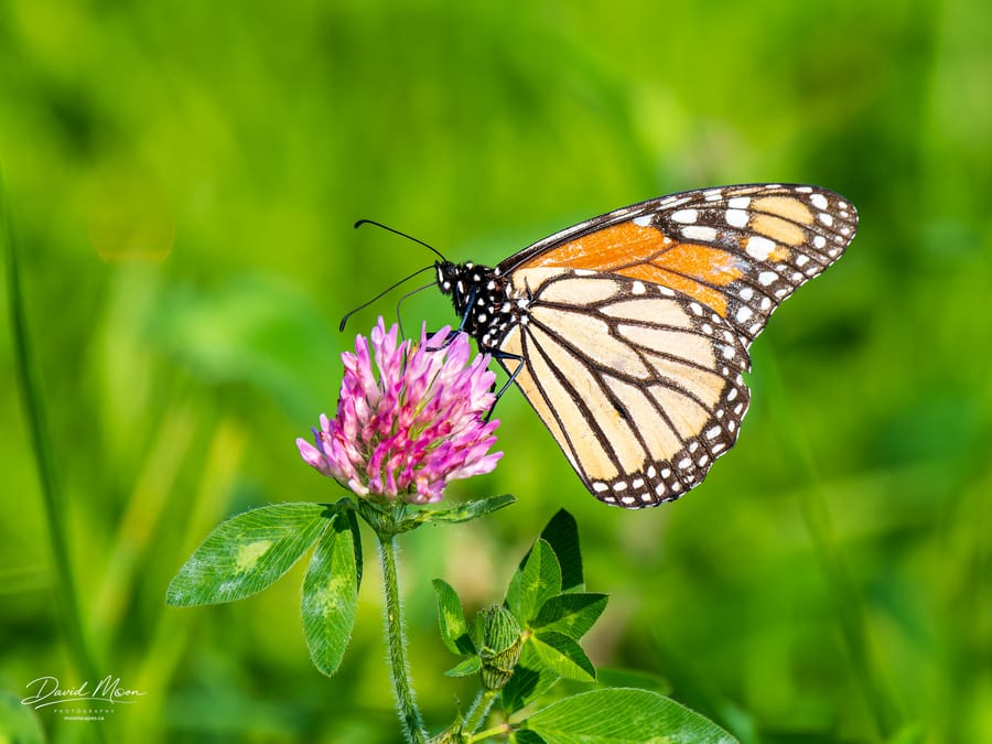Monarch on Clover