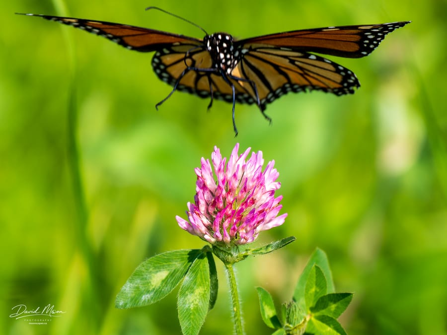 Monarch Butterfly in Flight