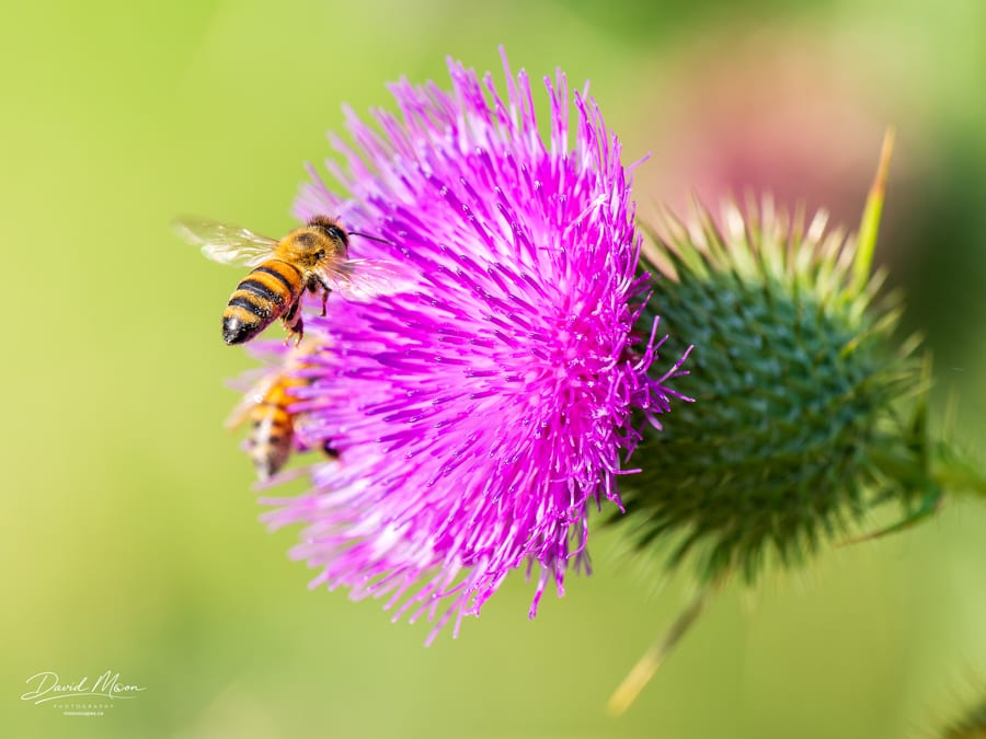 Honey Bee Arriving at Thistle