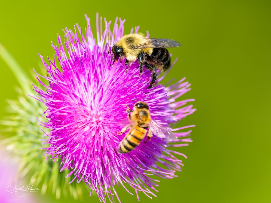 Bumblebee and Honey Bee on Thistle