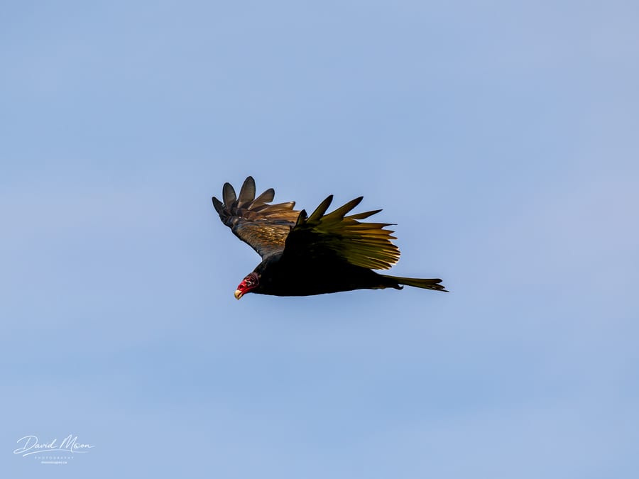 Turkey Vulture in Flight