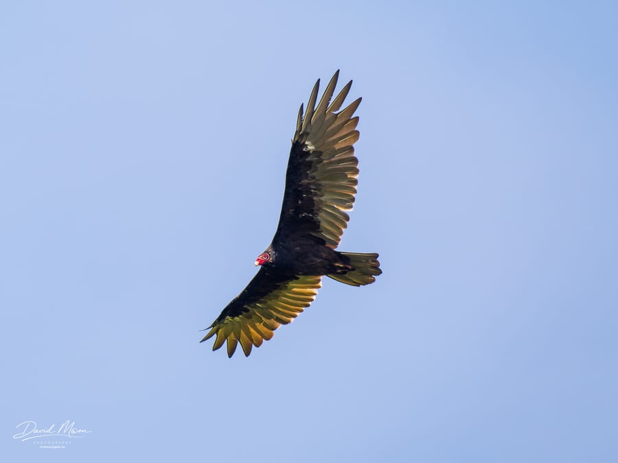 Turkey Vulture Soaring