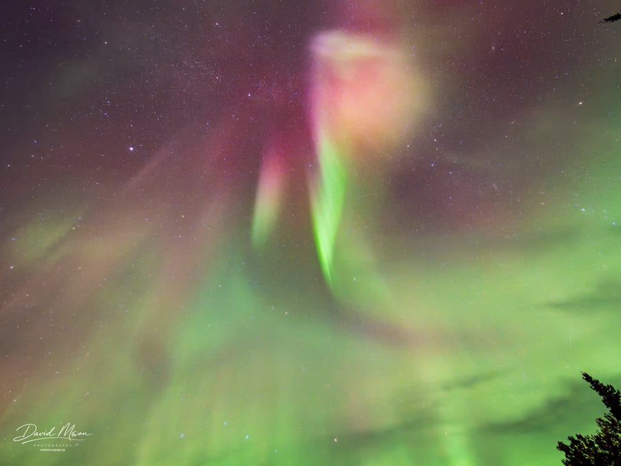 Aurora above the Treetops
