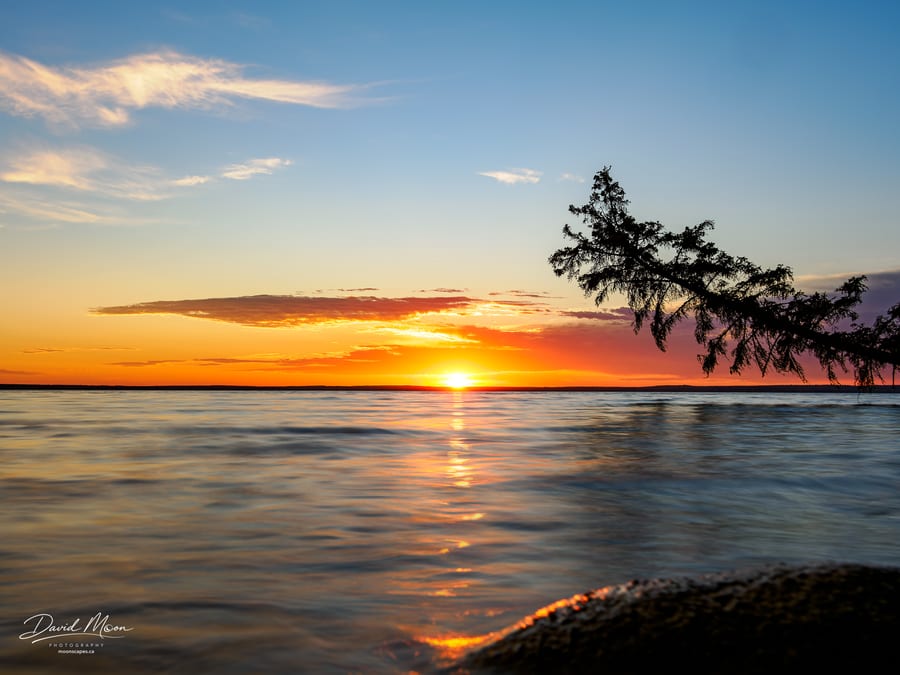 Sunrise through the Spruce