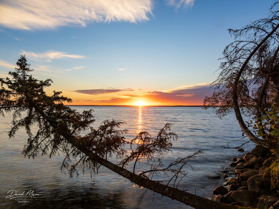 Fallen Spruce at Sunrise