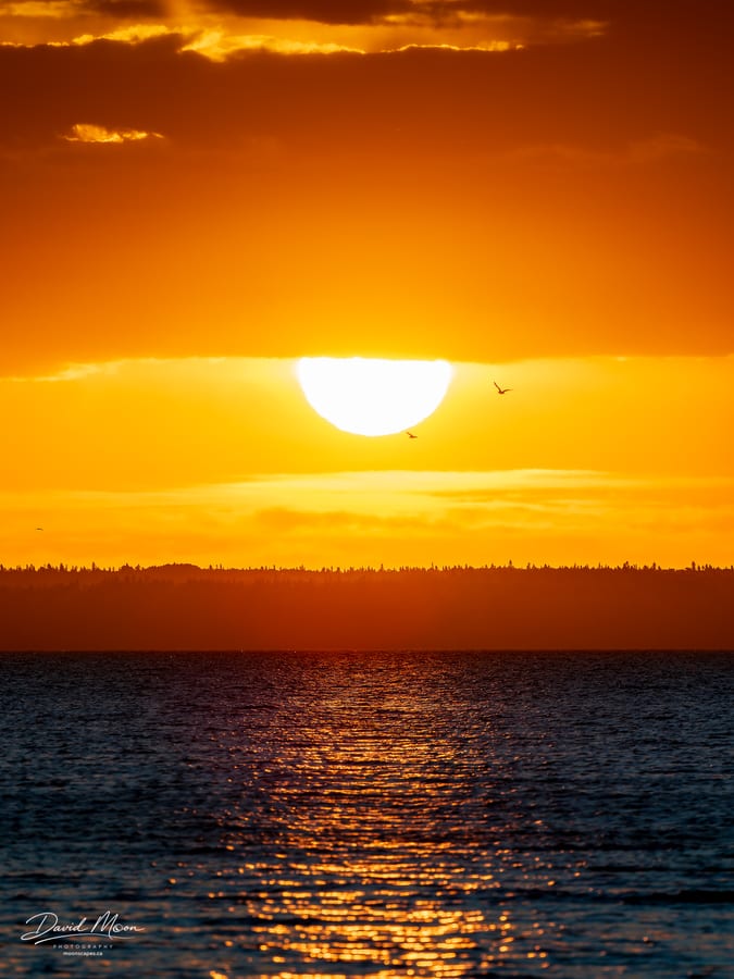 Birds across the Morning Sun