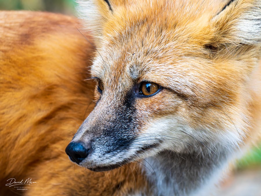 Red Fox in Profile