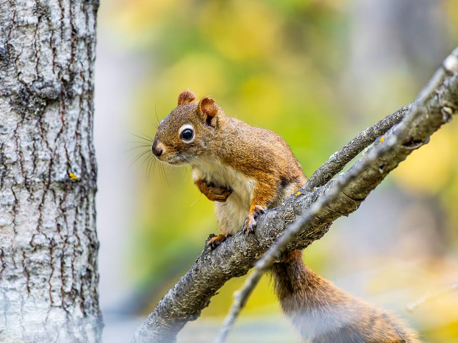 Red Squirrel on a Branch