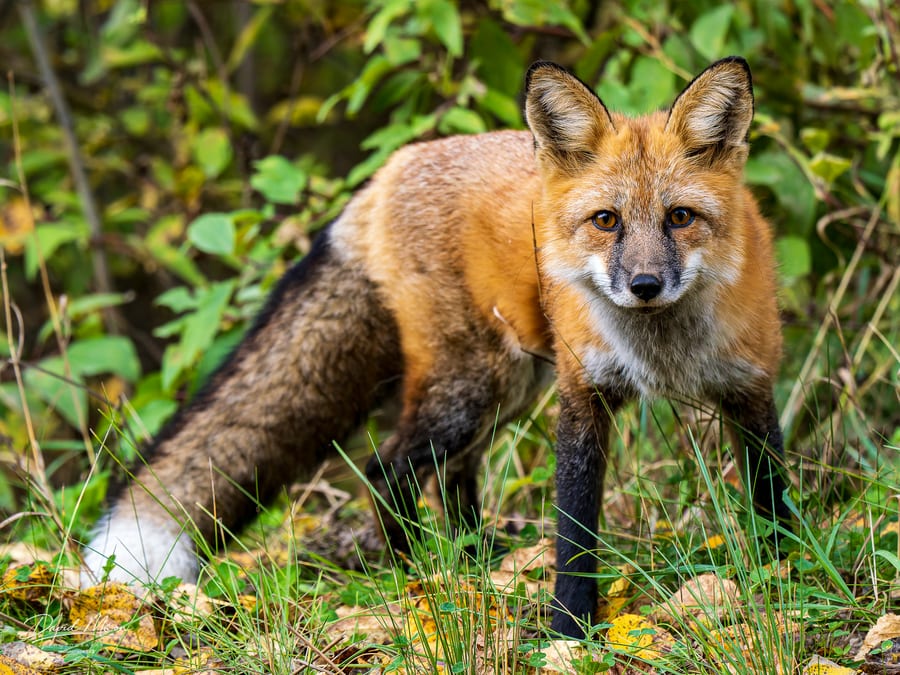 Red Fox Face to Face