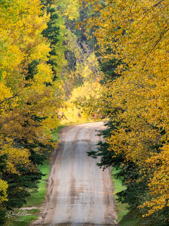 Autumn along Narrows Road