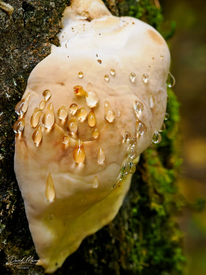 Amber Drops on Bracket Fungus