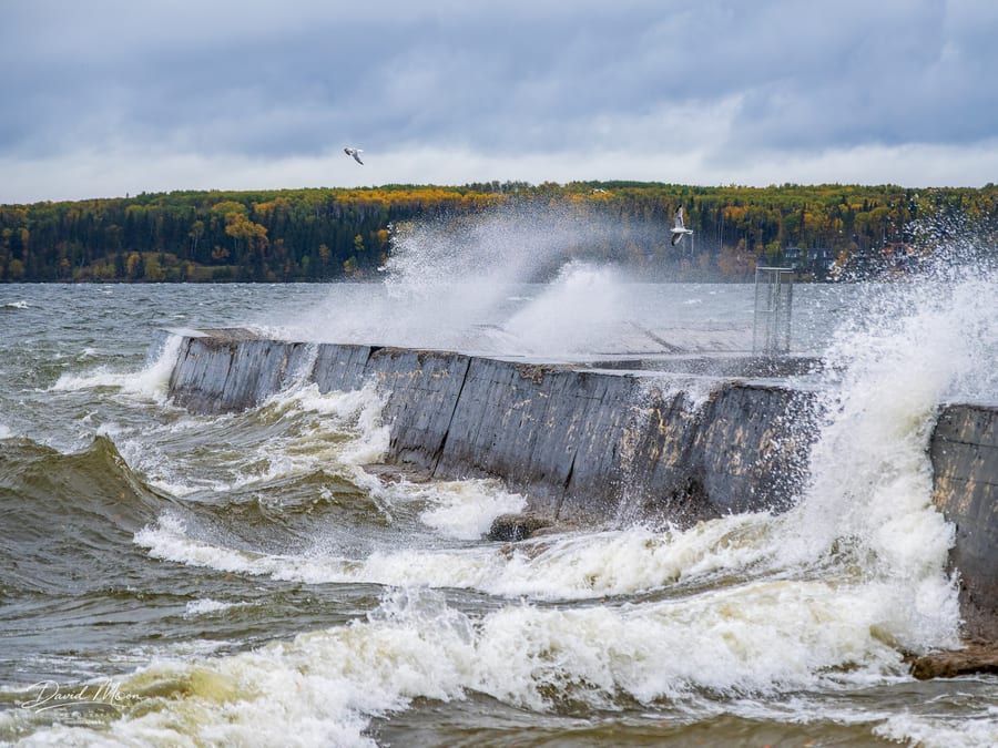 Waves and Gulls at the Breakwater
