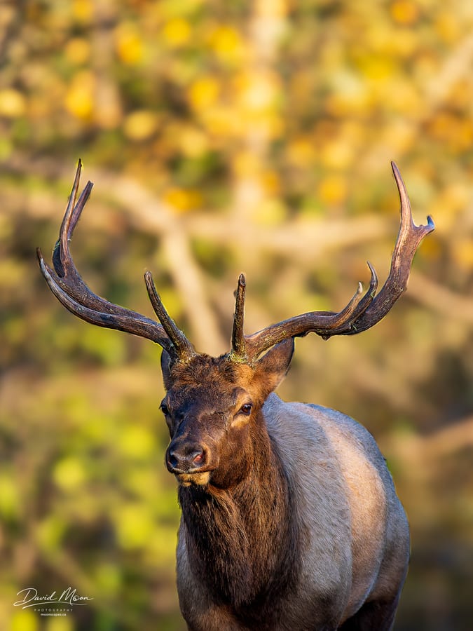 Bull Elk Portrait