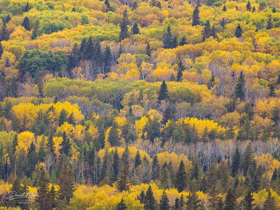 Autumn Canopy at Height of Land