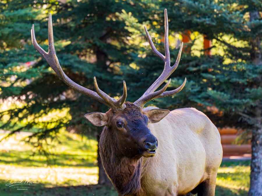 Bull Elk in Filtered Light