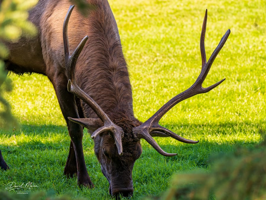 Elk Grazing in the Meadow
