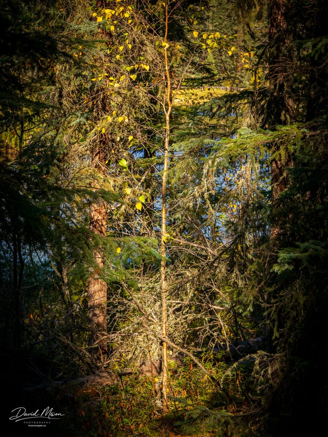 Boreal Forest beside Blue Water