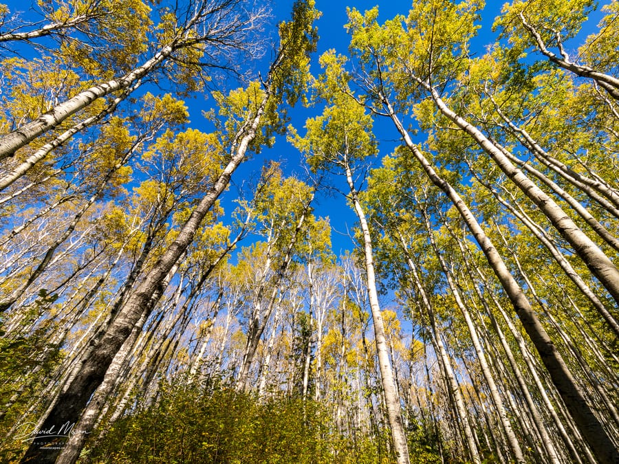 Looking into the Aspen Canopy