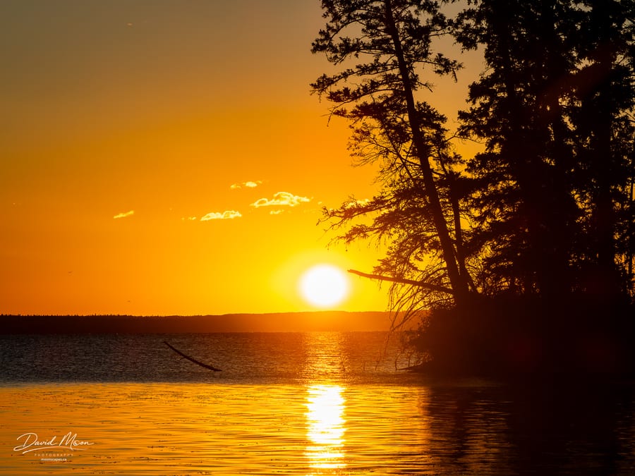Golden Morning through the Spruce