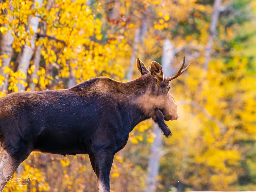 Moose Breath in the Cold