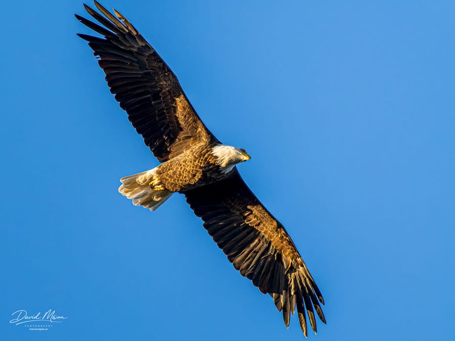 Bald Eagle in Flight