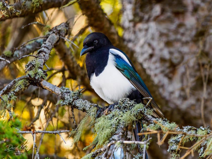 Black-billed Magpie