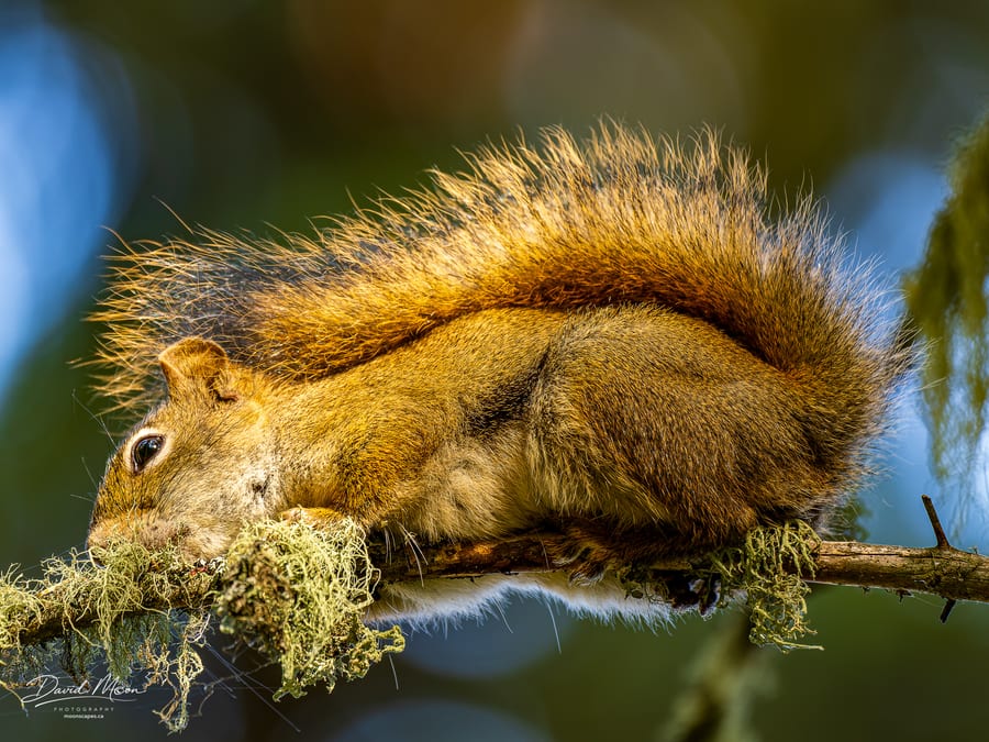 Squirrel Resting on a Branch