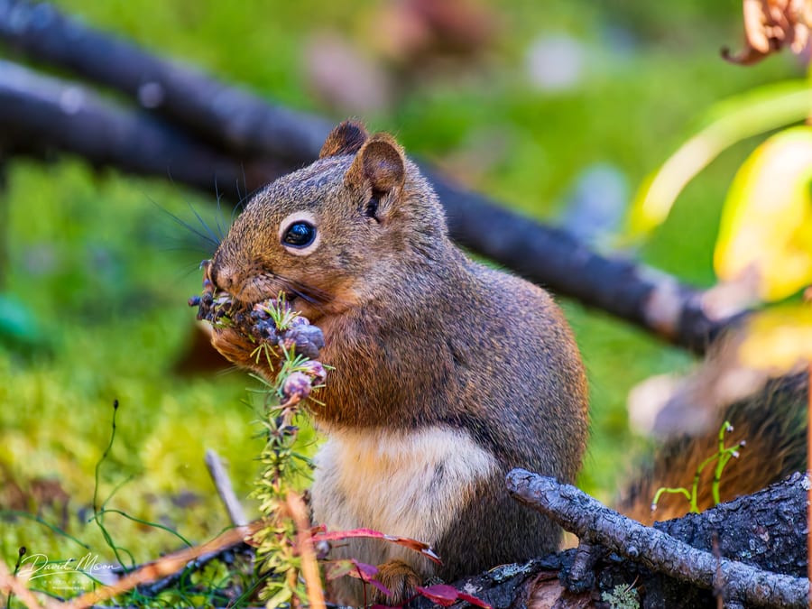 Squirrel with Spruce Cones