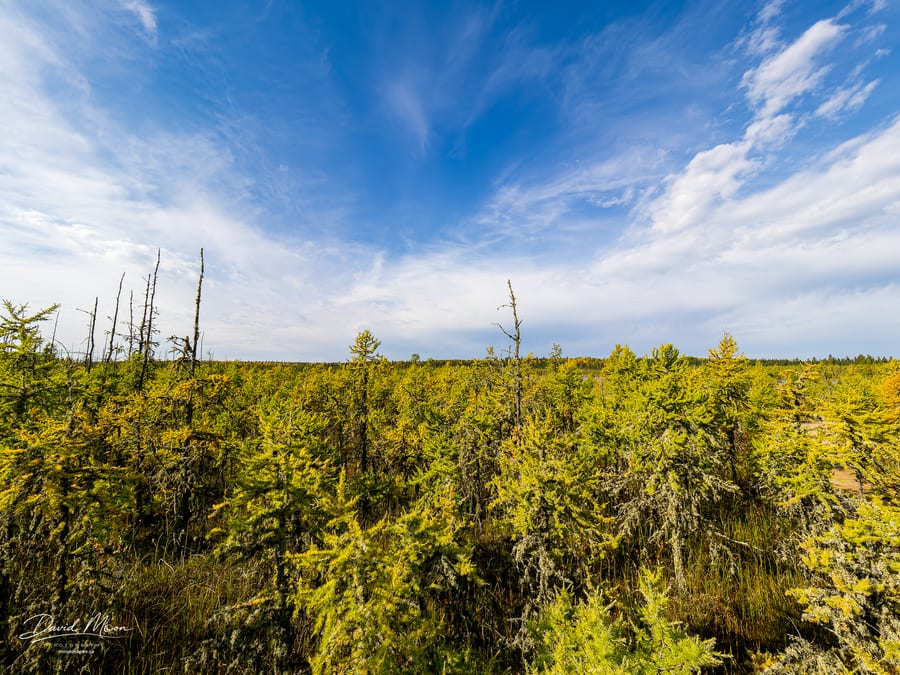 Tamarack Bog under a Dramatic Sky