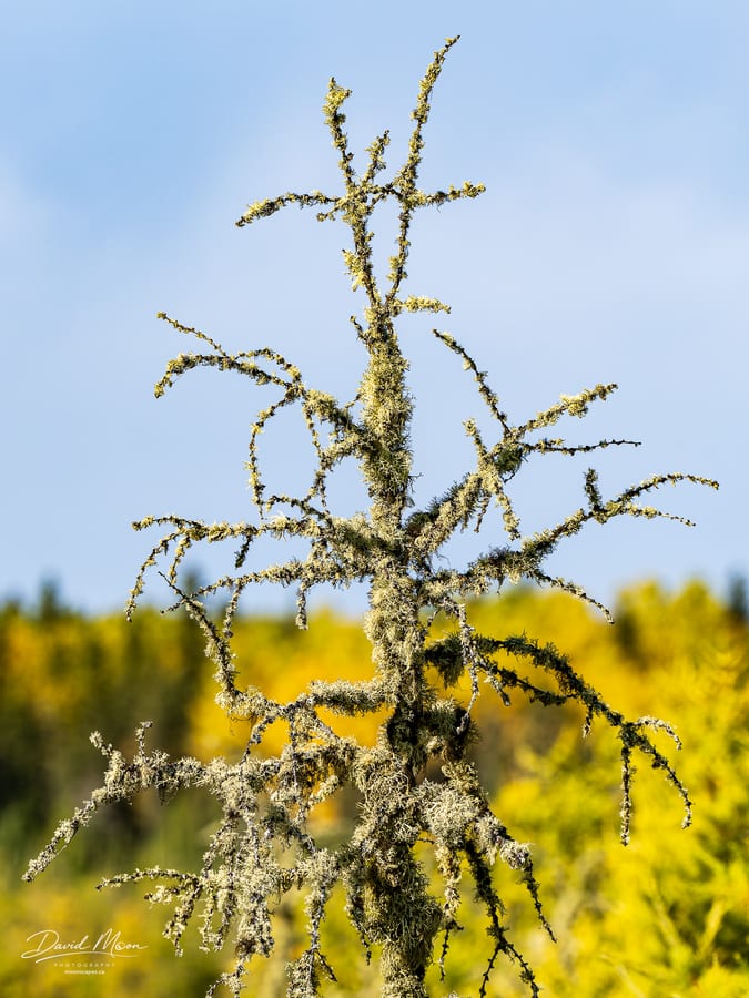 Weathered Tamarack