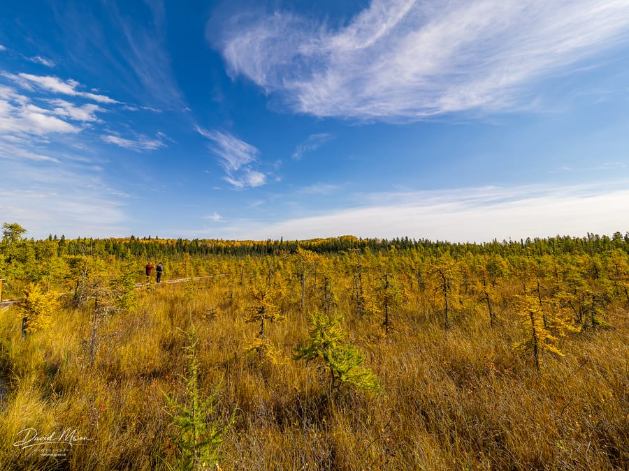 Across the Tamarack Bog