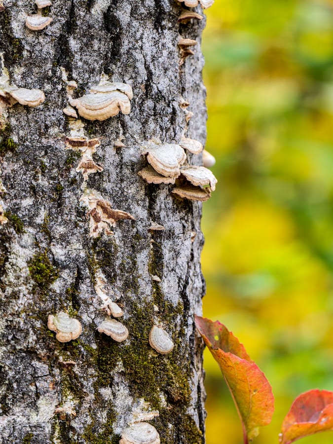 Bracket Fungi on Aspen
