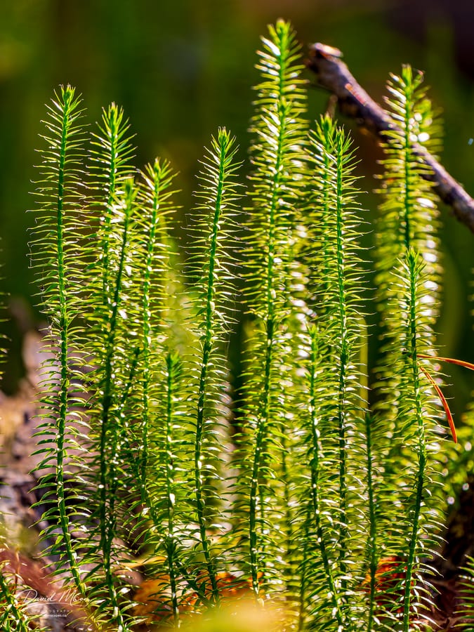 Clubmoss on the Forest Floor