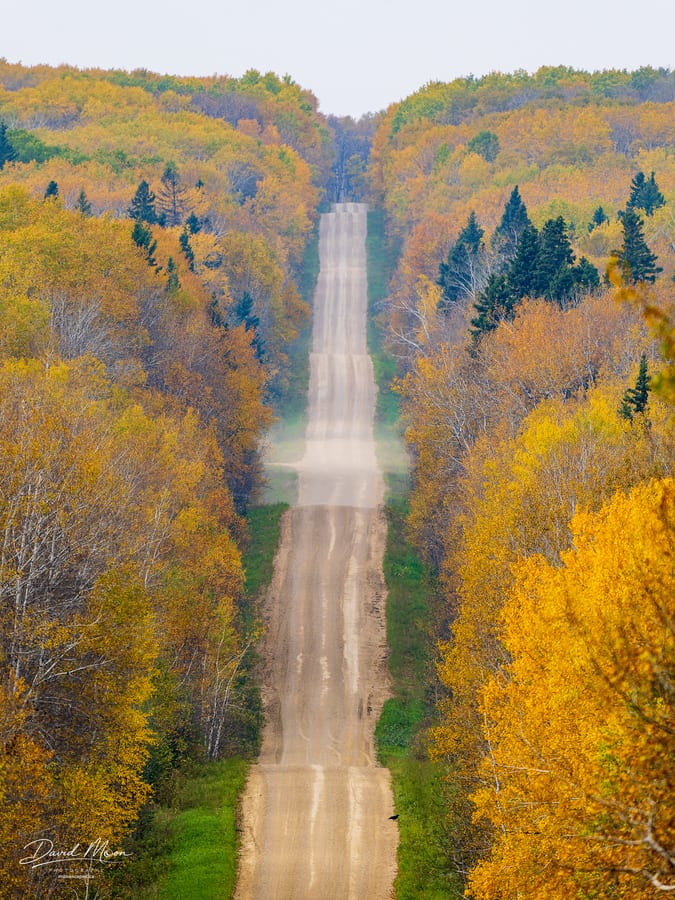 Gravel Road through Gold