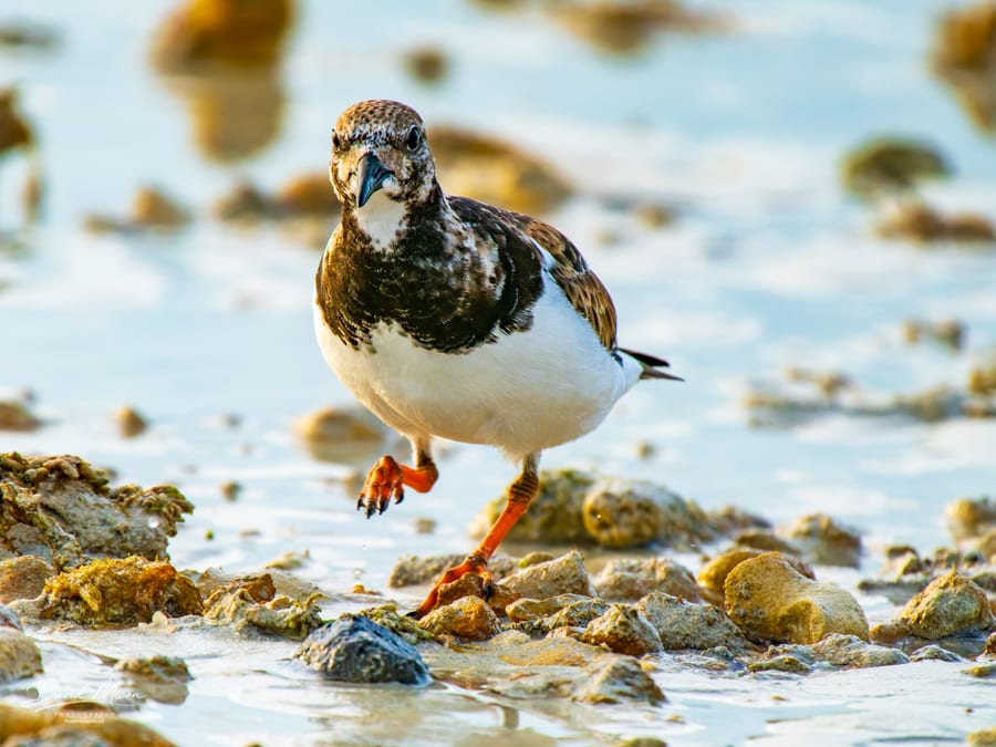 Ruddy Turnstone in the Shallows