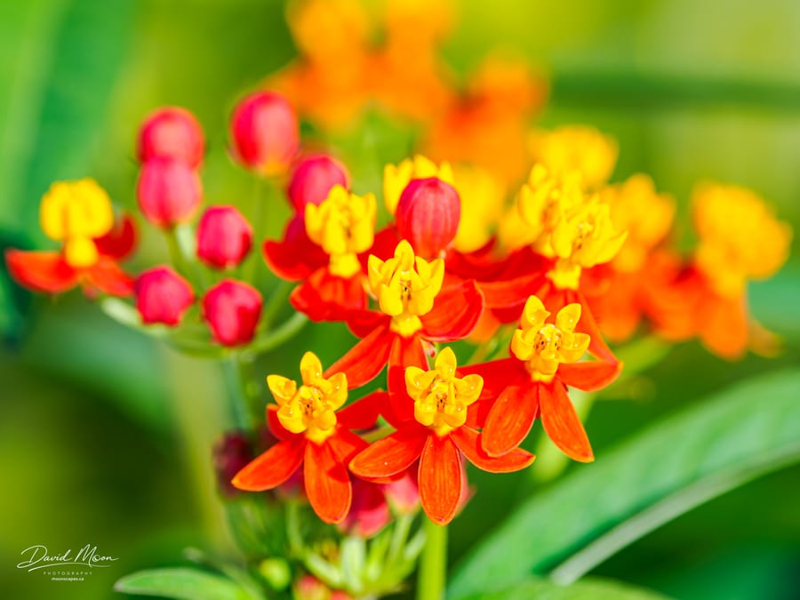 Tropical Milkweed in Bloom
