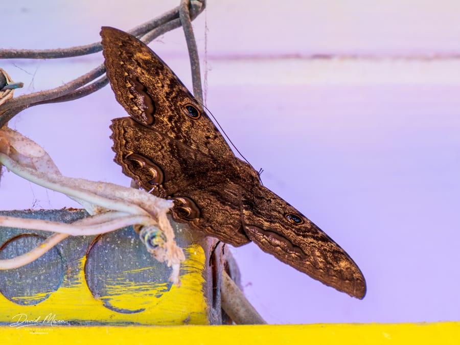 Black Witch Moth