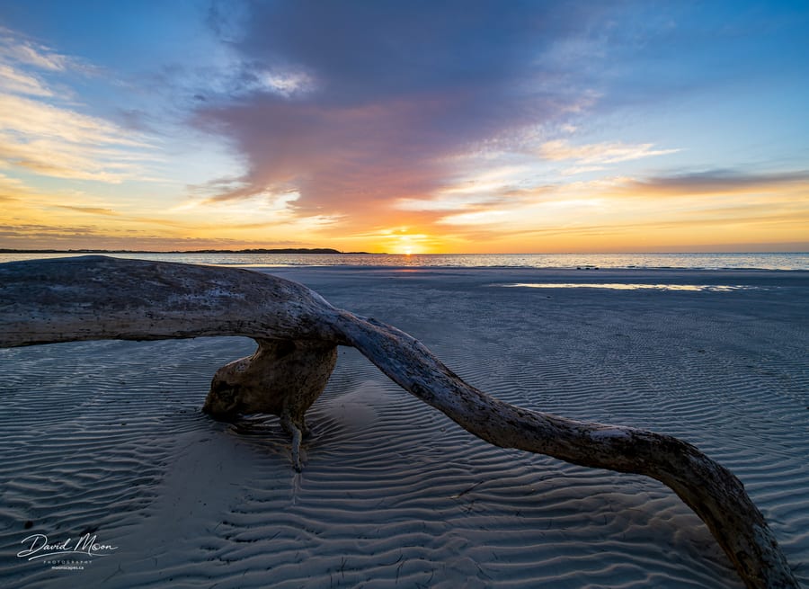 Driftwood at Sunrise