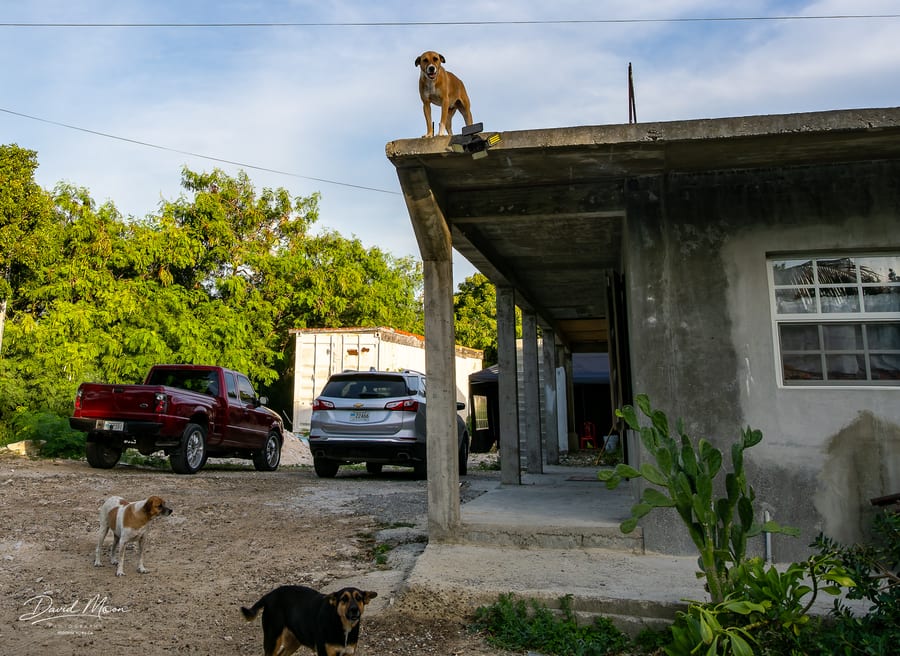 Dogs of the Neighbourhood