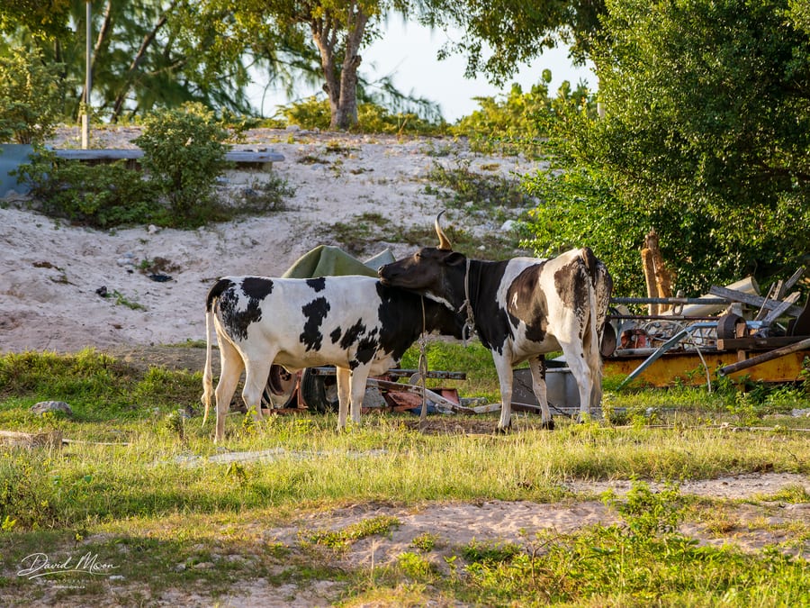 Cattle in the Morning Light
