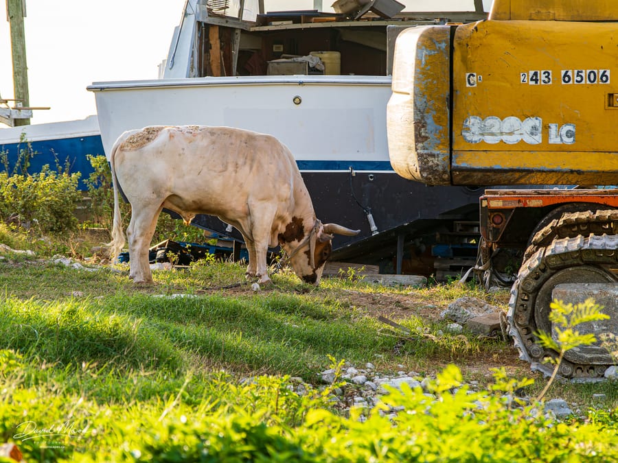 Cow beside the Boat Yard