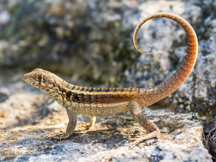 Curly-tail Lizard with a Looping Tail