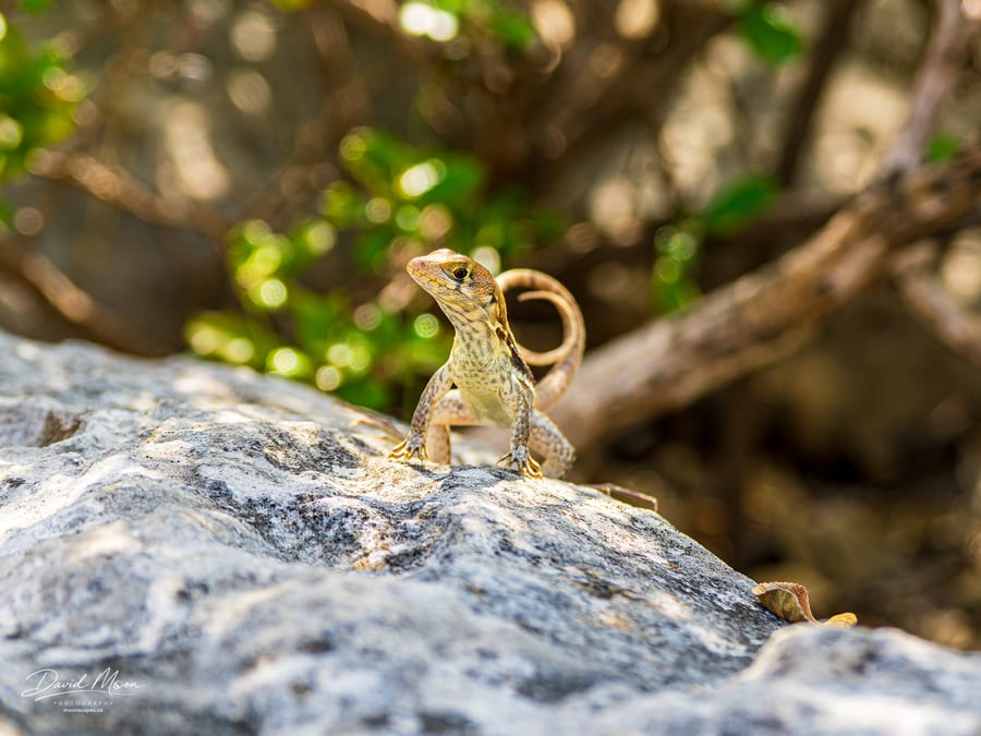 Curly-tail Lizard on the Rock